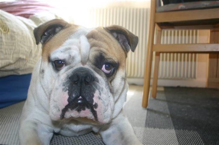 Engelsk bulldog Magnus - Magnus 1 år Gammel  billede 5