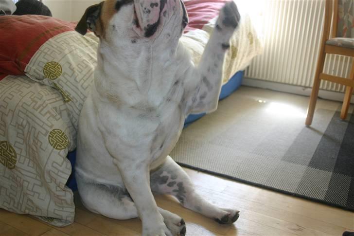 Engelsk bulldog Magnus - Magnus 1 år Gammel  - High Five!  billede 6