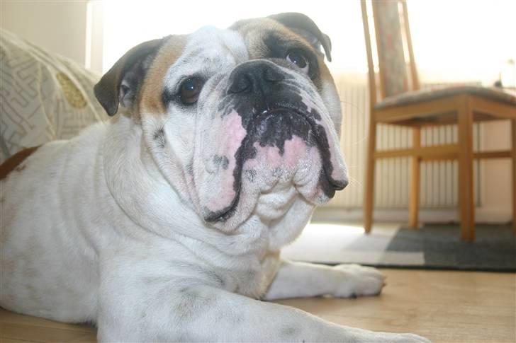 Engelsk bulldog Magnus - Magnus 1 år Gammel  billede 7