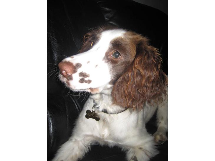 Engelsk springer spaniel - Messi. billede 1