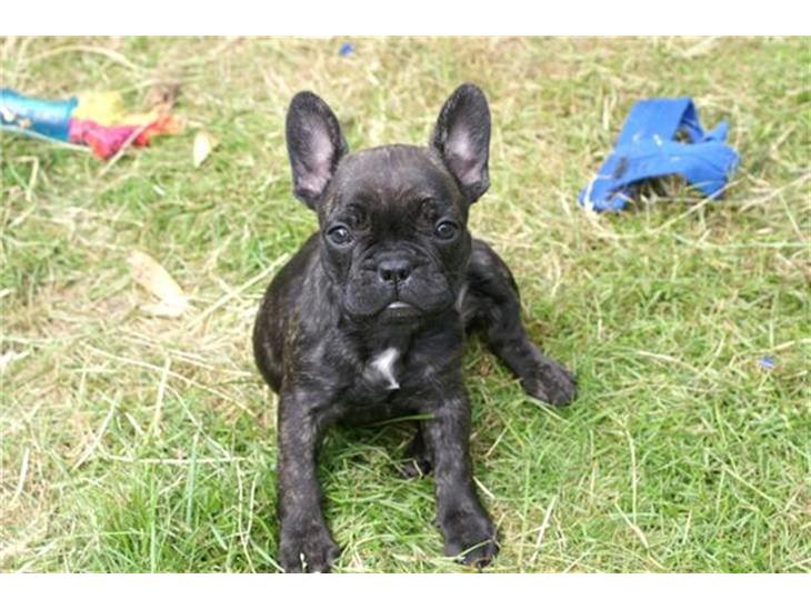 Fransk bulldog Kesi Kjeld - taget af opdrætteren billede 1