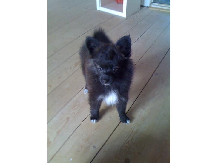 Papillon /Pomeranian -Tino <3 - Hej alle sammen (:  Jeg hedder Tino. jeg er en blanding af en papillon og pomeranian. Jeg byder jer alle hjertelig velkommen til min profil <3 billede 1