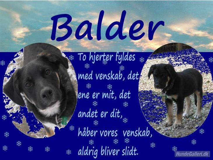 Blanding af racer Balder R.I.P. - lå lige og PRØVEDE at slappe af.. men mor blev ved med hendes skide kamera billede 1