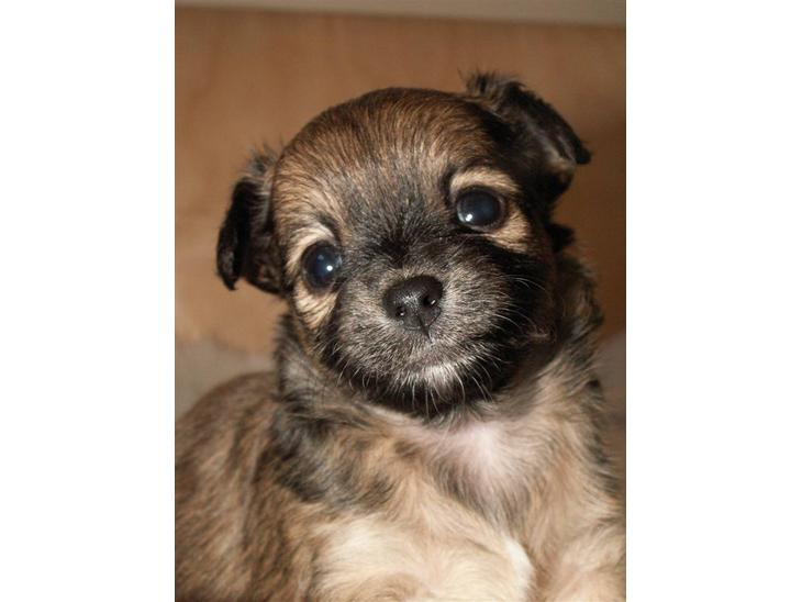 Chihuahua Lykke billede 1
