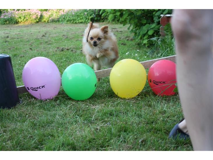 Pomeranian Gizmo * min søsters* - hop hop  billede 1