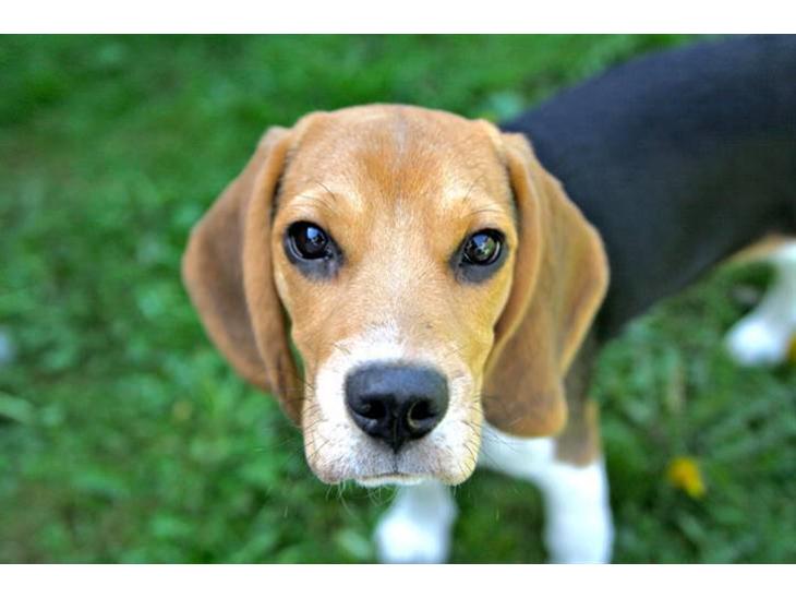Beagle Maggie - Det smukke brune ansigt!  billede 1