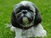 Shih tzu Taybes Faust 