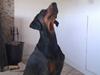 Dobermann Baskerne´s Amok