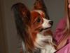 Papillon Nuser