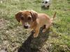 Gravhund Daisy