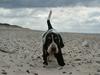 Basset hound Bjasto's Alive (LULU)