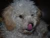 Blanding af racer Louie<3 [Tidl. hund]