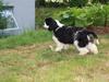Amerikansk cocker spaniel Galaksi Tonight