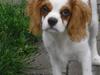 Cavalier king charles spaniel Joey