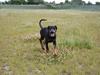 Dobermann Be-Barong Cujo