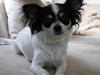 Chihuahua Sussi
