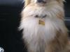 Pomeranian Savannah