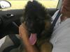 Schæferhund Sov sødt min Baby - Kenzo