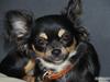 Chihuahua Bella