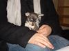 Chihuahua Bell