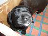 Labrador retriever Anthon(slogt) [Tidl. hund]
