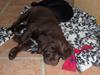 Labrador retriever Thor [Tidl. hund]