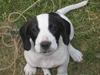 Blanding af racer Rocky [Tidl. hund]