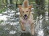 Golden retriever Shadowfax Wanissa Sheila
