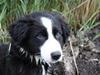 Border collie Jamie