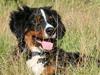 Berner sennenhund Canto [ Himmelhund]