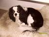 Cavalier king charles spaniel Lucas