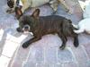 Fransk bulldog Coco
