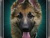 Schæferhund Thor