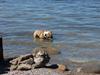 Engelsk bulldog Don [Tidl. hund]