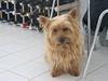 Norwich terrier Marie