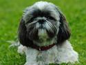 Shih tzu Taybes Faust