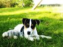 Jack russell terrier Anton