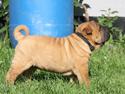Shar pei Hulliga-Hulda