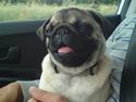 Mops Celina