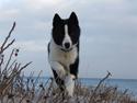 Karelsk bjørnehund Bjørnehusets Iluk