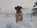 Bullmastiff Bullsaints' Duce Håkon