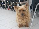 Norwich terrier Marie