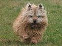 Norwich terrier Anton