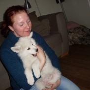 Samojedhund viggdis