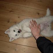 Samojedhund viggdis