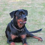 Rottweiler shaka