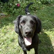 Labrador retriever Basse