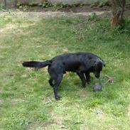 Labrador retriever Basse