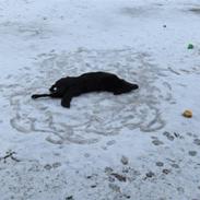 Blanding af racer Bonnie