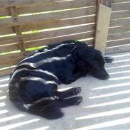 Blanding af racer Bonnie